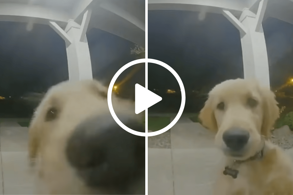 Dog Rings Doorbell After Escaping to Get Back Inside [VIDEO]