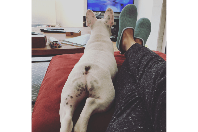 Frenchie splooting on couch watching TV
