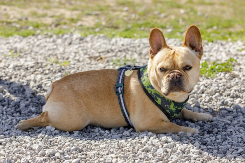 Young Frenchie male dog resting in shade