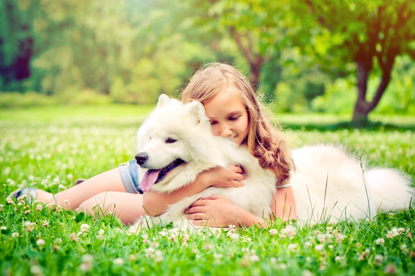 Little girl with her samoyed dog outdoors