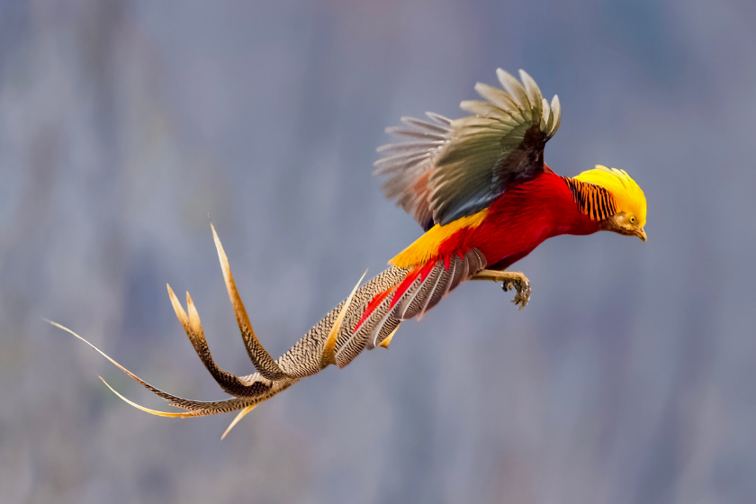 Golden pheasnt briefly taking flight before a quick landing.