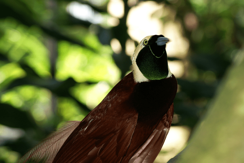 Greater bird-of-paradise perched up in a tree.