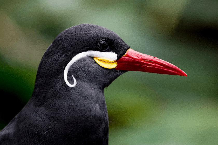 Inca tern bird displaying his vibrant colors complimented with a white mustache