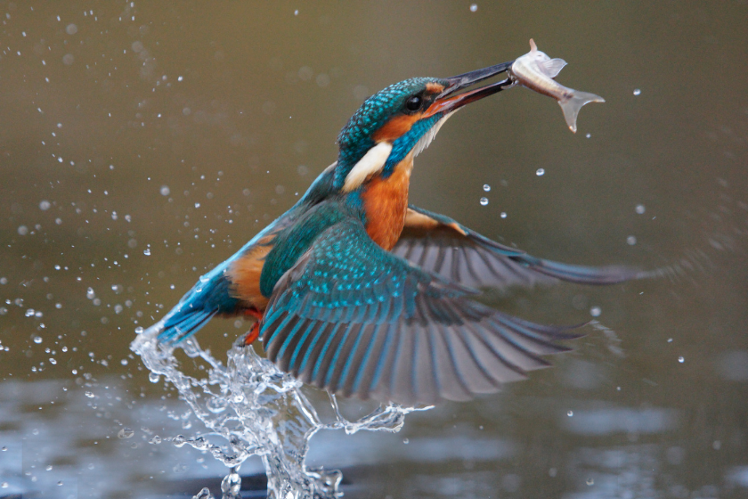 Kingfisher pulls small fish out of the water to eat.