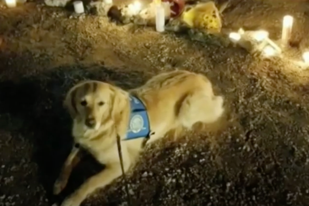 LLC K9 Comfort Dogs Assist in Disasters Across the Nation