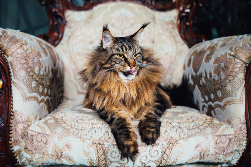 Maine Coon is affectionate cat breeds