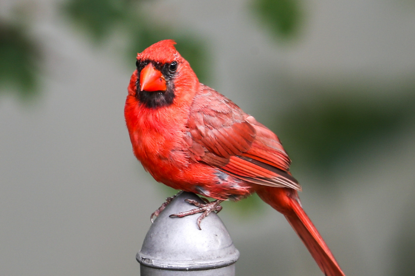 A male northern cardinal bird perched on a metal pole.