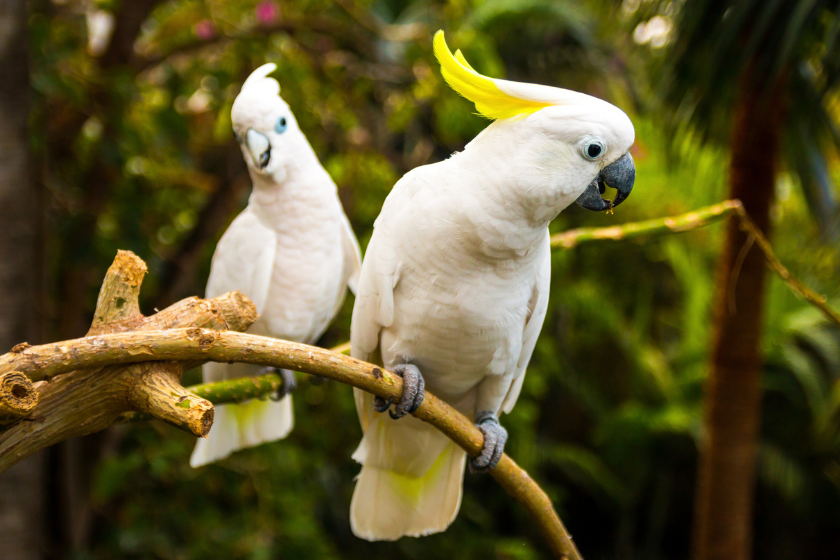 Two white cockatoos sitting together on a branch.