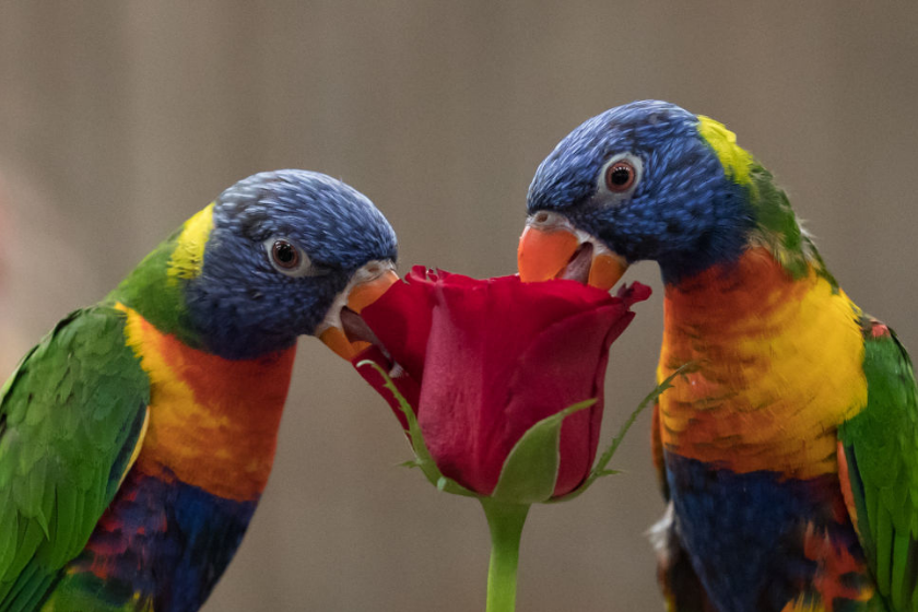 Two rainbow lorikeets reach into a red rose.