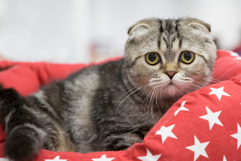 Scottish fold