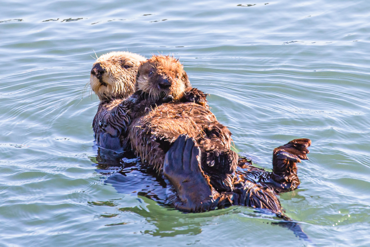 Otters Holding Hands While Sleeping otters-holding-hands-while-sleeping