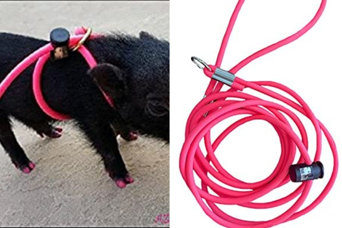 Mini pig harness leash