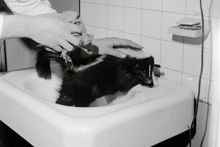 Pet skunk getting bathed in sink