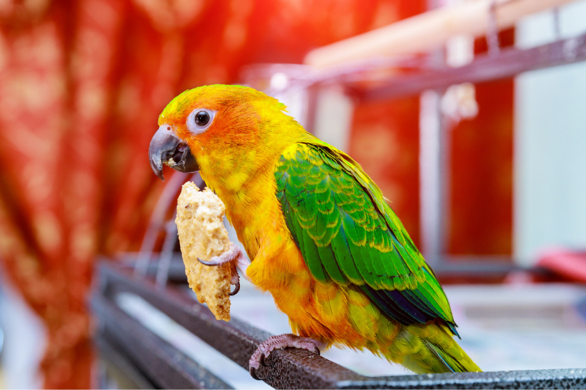 Sun conure parrot eating and looking at the camera.