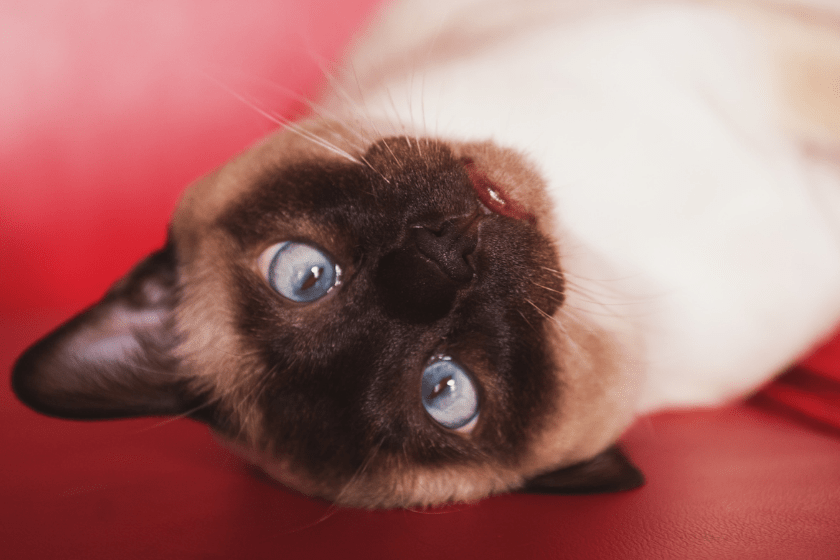 Tonkinese