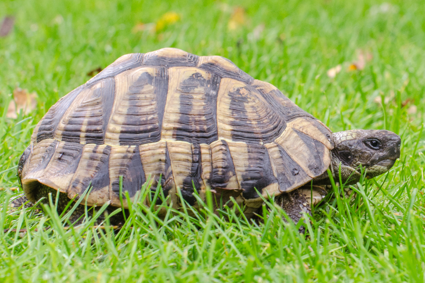 Greek tortoise