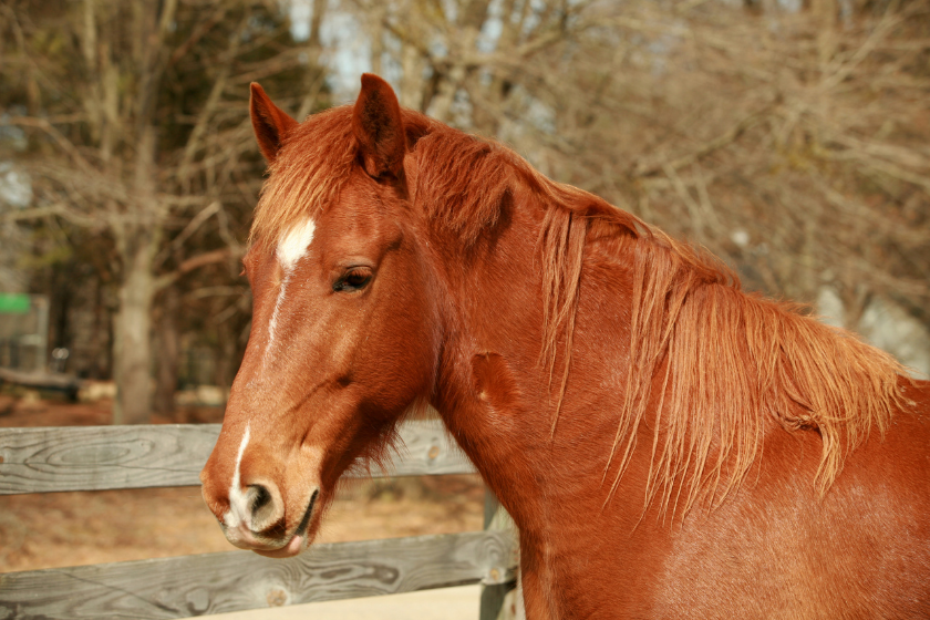 horse stands in field