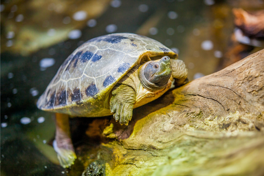 Central American Wood Turtle climbing on log