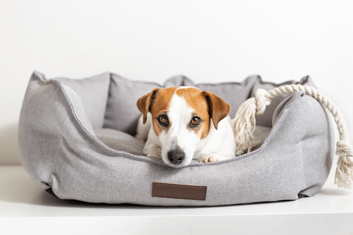 Indestructible Dog Beds The 5 Best Options for Power Chewers
