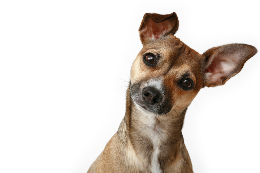 inquisitive dog on white background