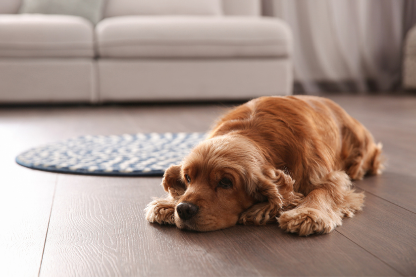 golden retriever lying down at home