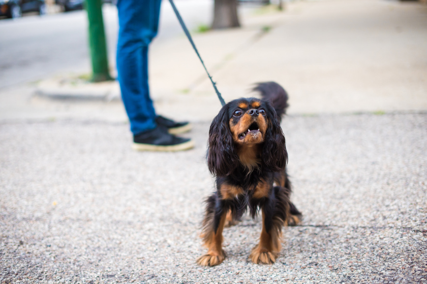 dog on walk growling