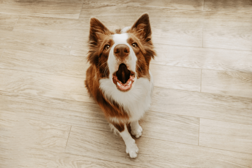 dog barking at home