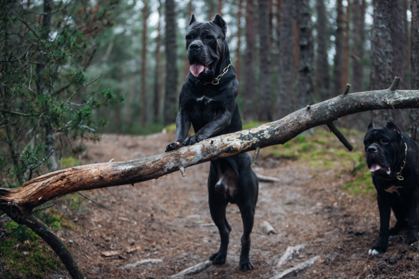 two cane corso dogs in forest together