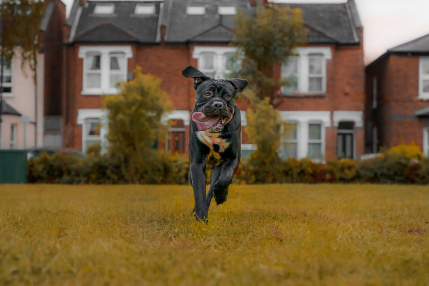 cane corso dog running in backyard