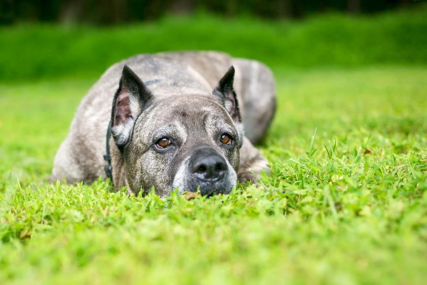 cane corso in grass with ears back