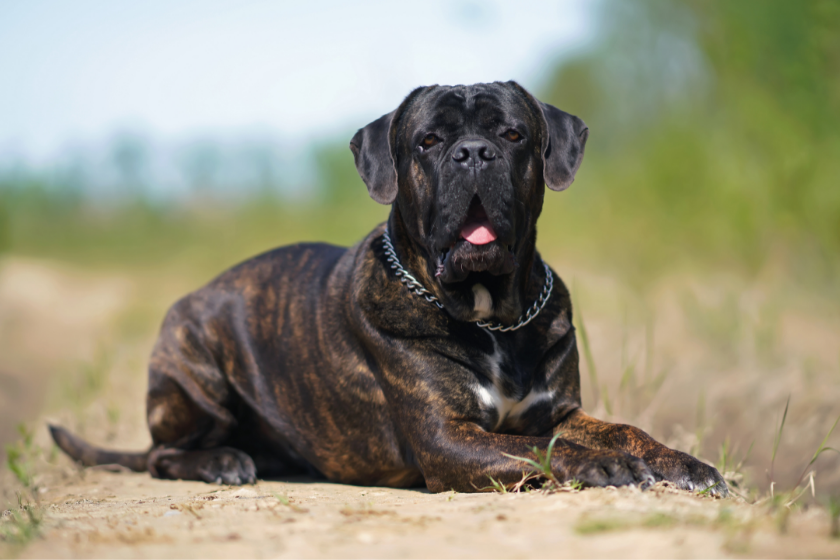 dark cane corso relaxing outside