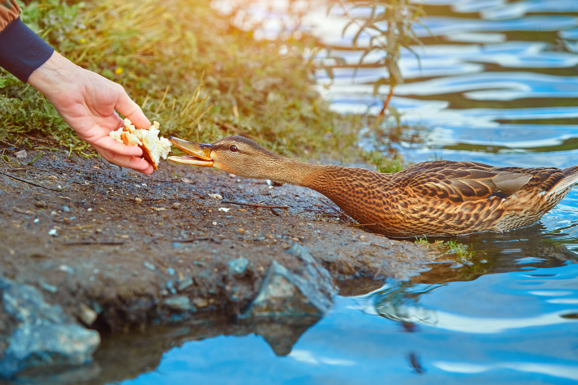 hand feeds duck a piece of bread