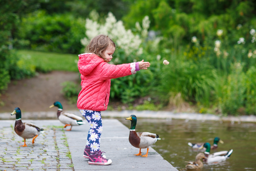 little girl in pink feeding duck bread