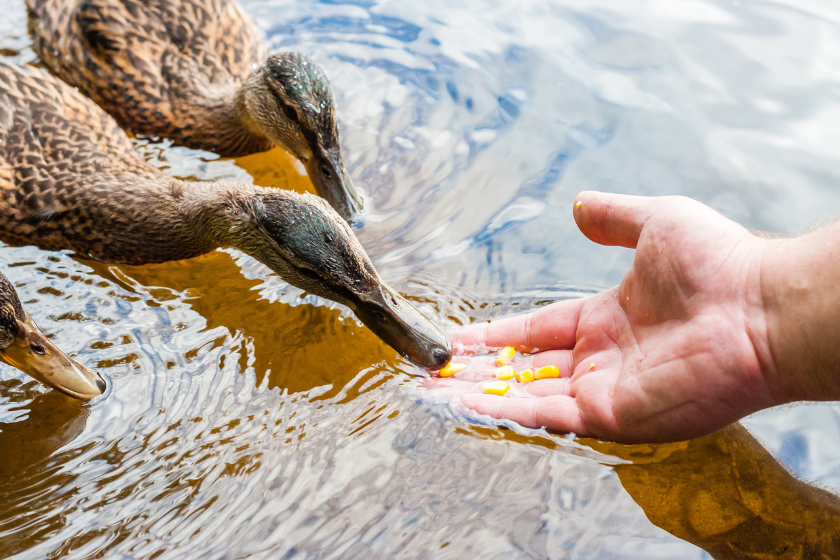 hand feeding ducks corn