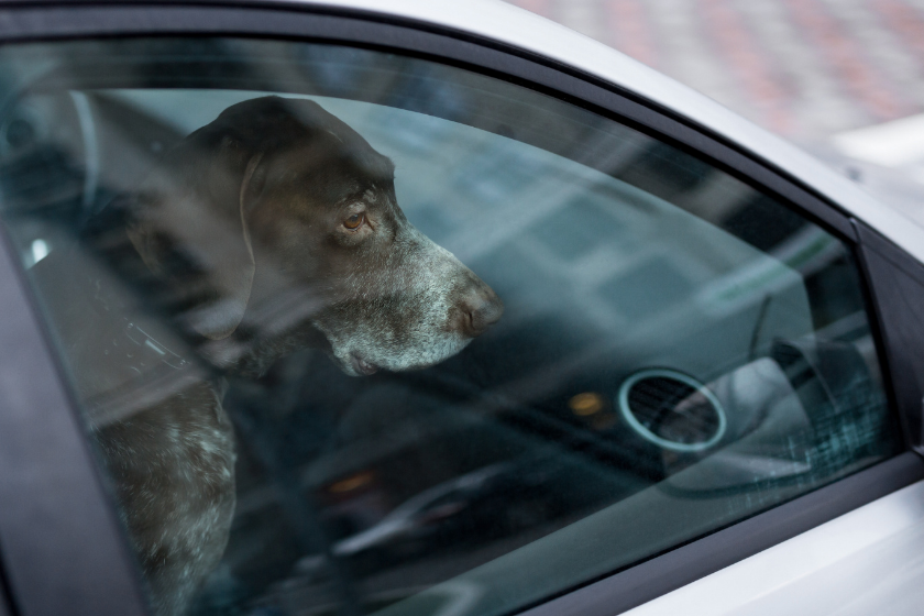 dog in hot car