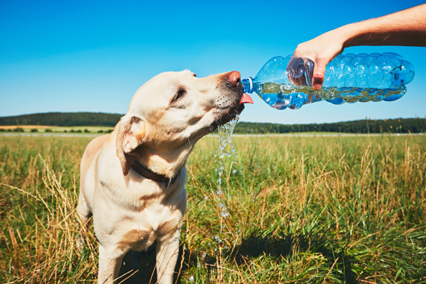 dog exercise in hot weather