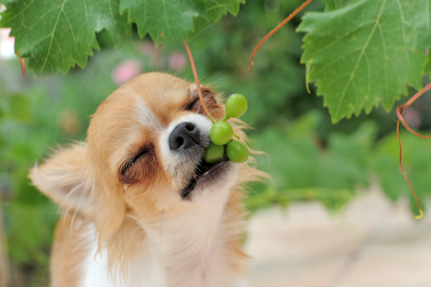 can dogs eat grapes