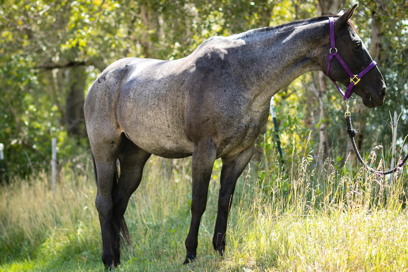 blue roan stands in grass