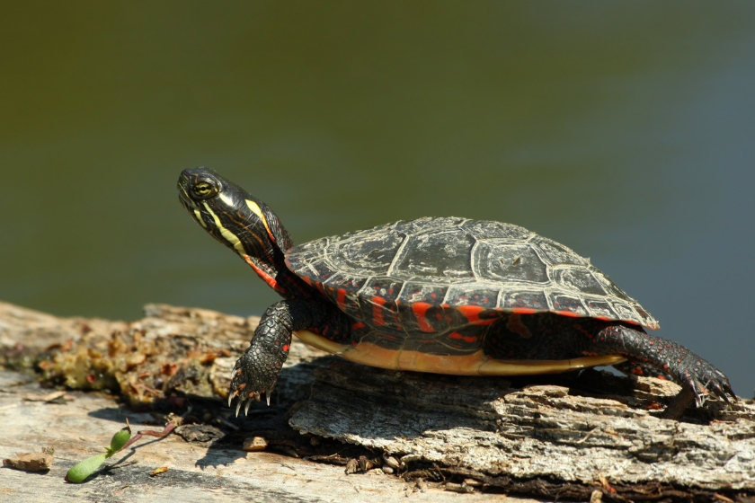 Painted Turtle