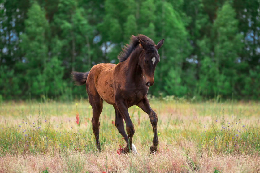 foal runs through a field
