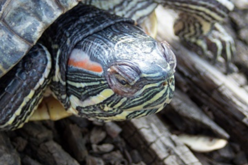 Caspian pond turtle