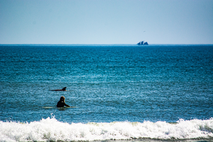 A surfer watches a dolphin surface and schooner sail in the background.