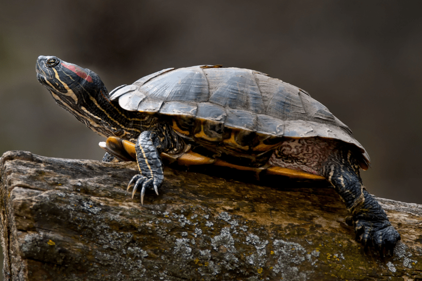 red ear slider turtle