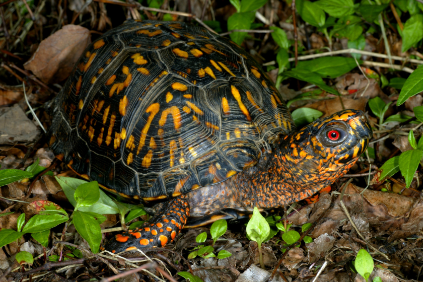 eastern box turtle, types of turtles