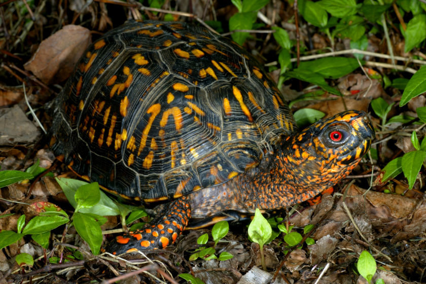 10 Types of Turtles That Make Great Pets