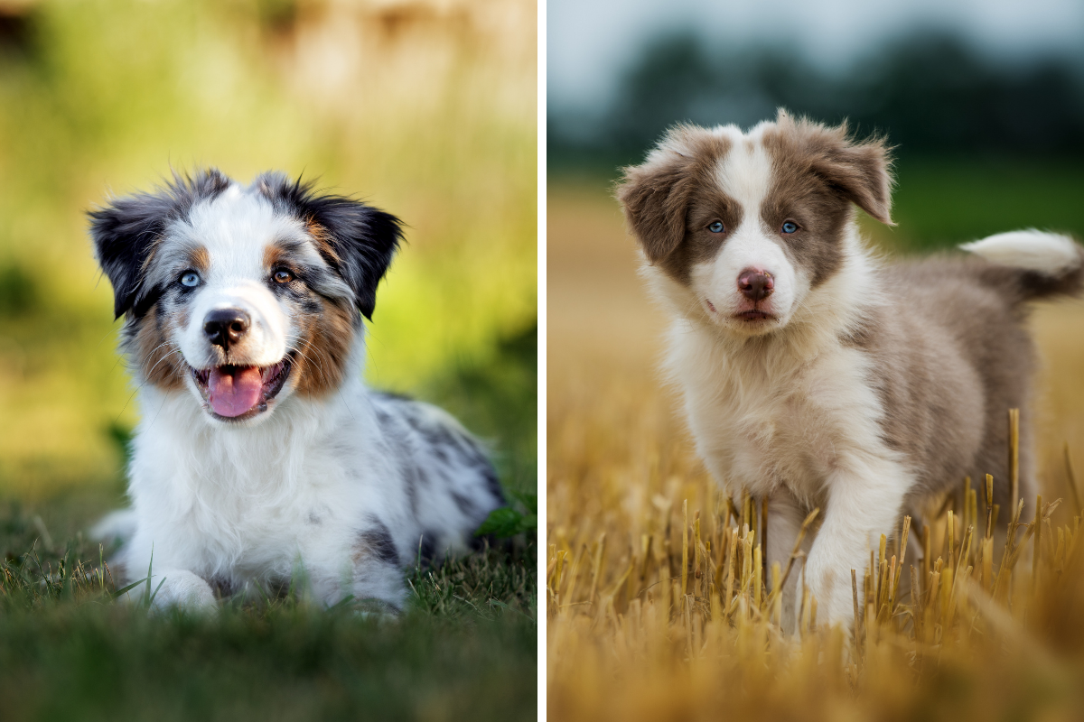 Australian Shepherd vs Border Collie: Which One Is a Better Family Pet?