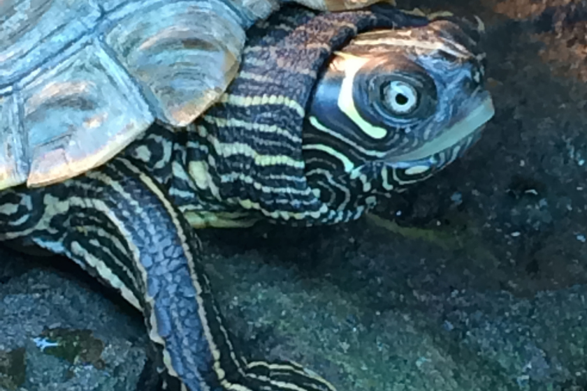 Mississippi map turtle