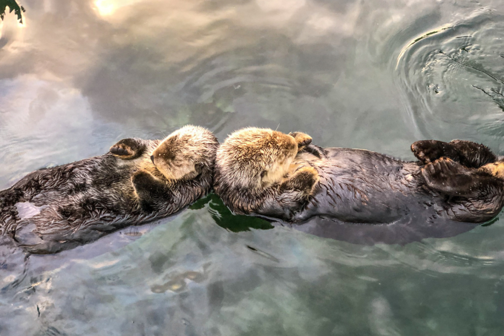 otters holding hands