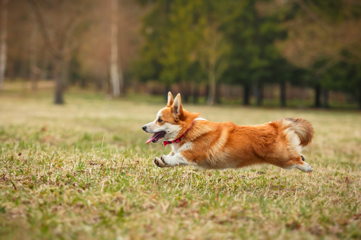 Short stock hot sale corgis