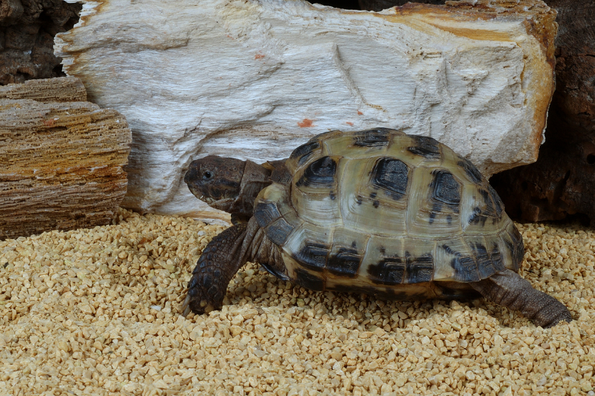 Russian tortoise, types of turtles